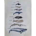 Canvas 42x 57cm Whales