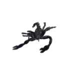 Wooden Spider Box - Image 5